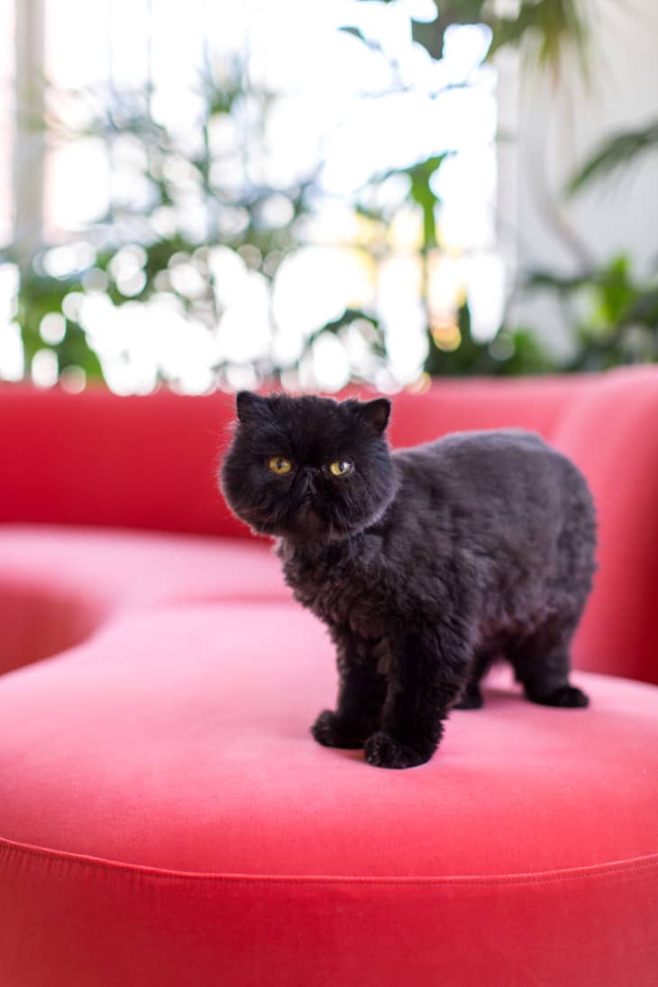 How to Tell What Your Cat Needs — What Do Cat Meows Mean? Apartment